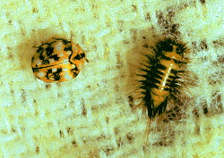 carpet beetle adult and larva